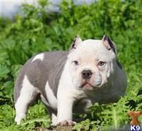 american pit bull puppy posted by Exotic Bully